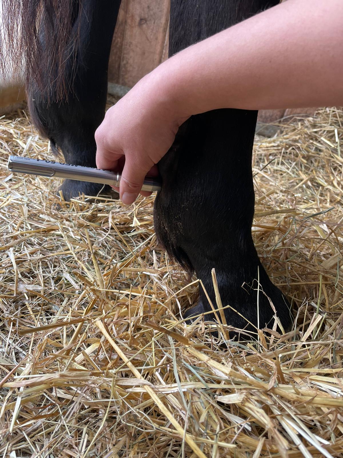 Lasertherapie Pferd durch Dr. Marion Ettl, Tierärztin, Softlaser, Laserakupunktur