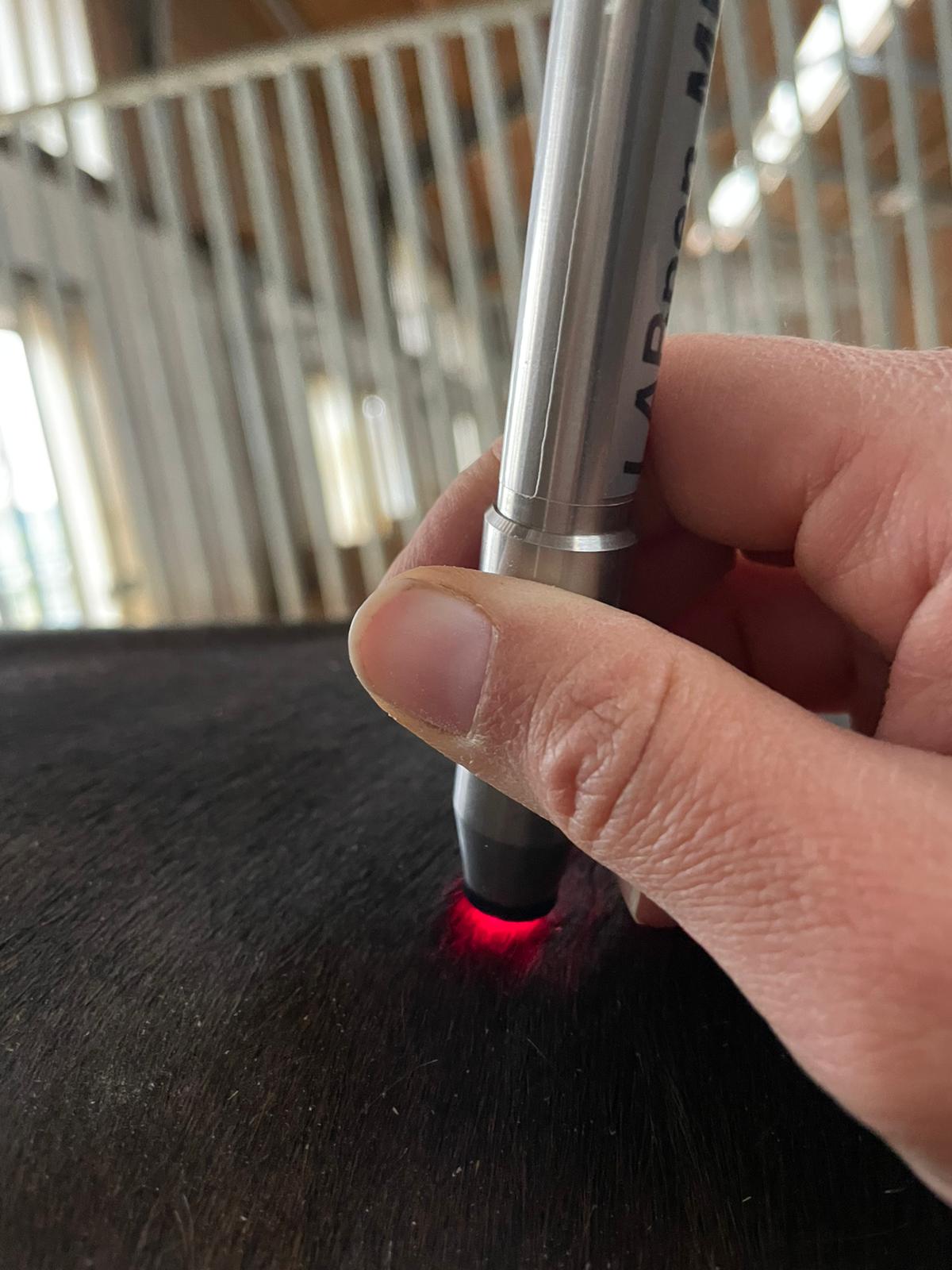 Lasertherapie Pferd durch Dr. Marion Ettl, Tierärztin, Softlaser, Laserakupunktur