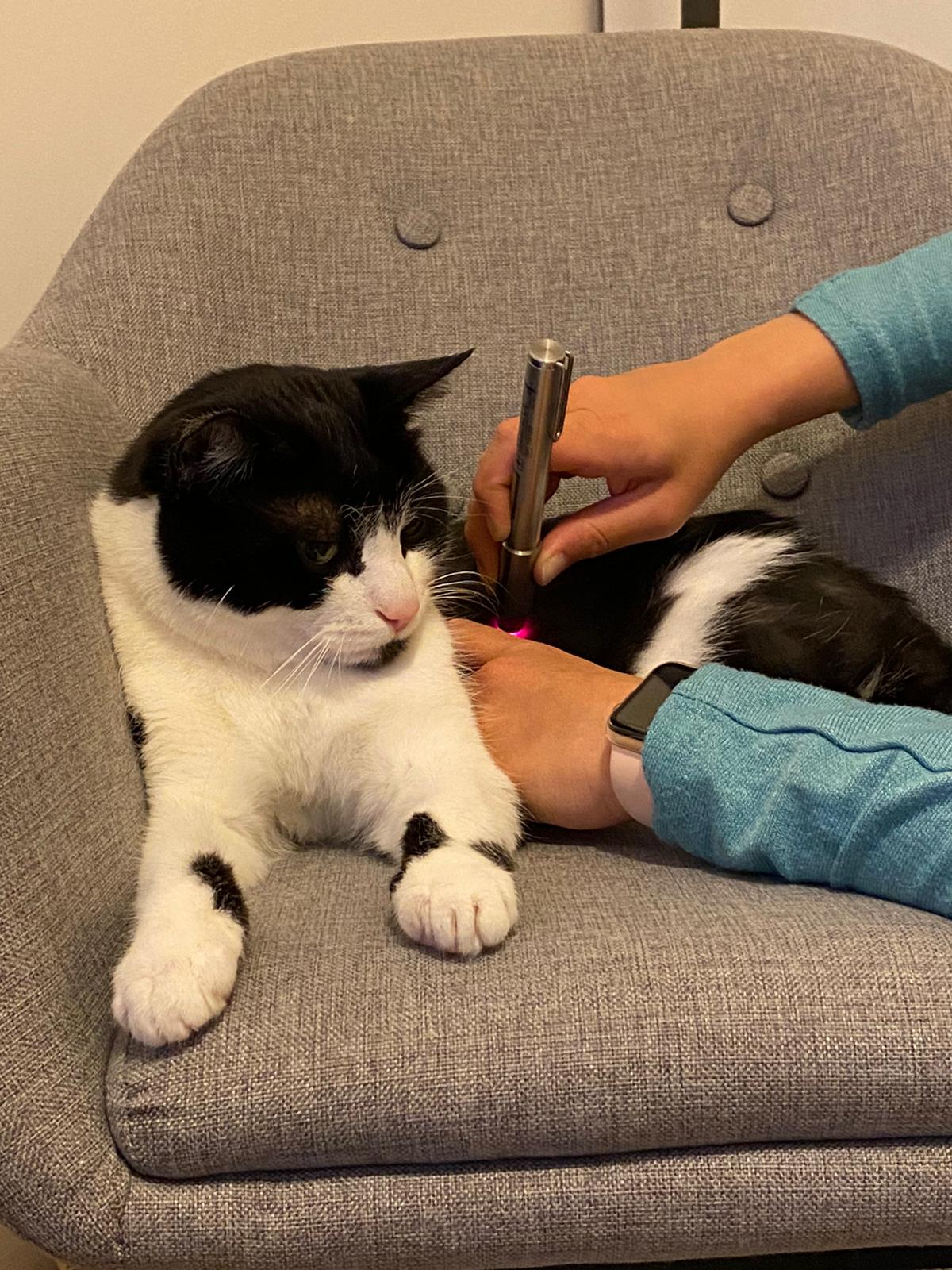 Lasertherapie Katze durch Dr. Marion Ettl, Tierärztin, Softlaser, Laserakupunktur