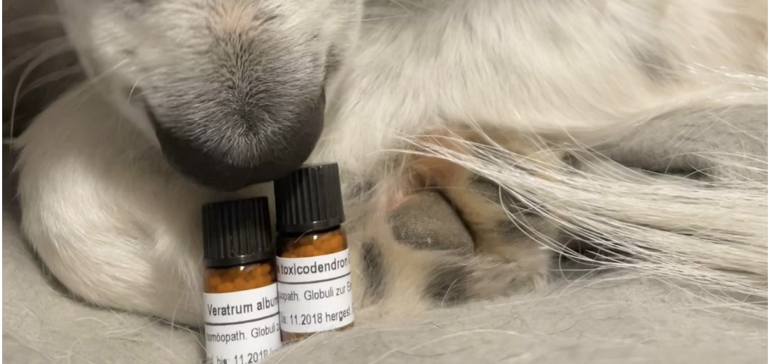 Tierhomöopathie