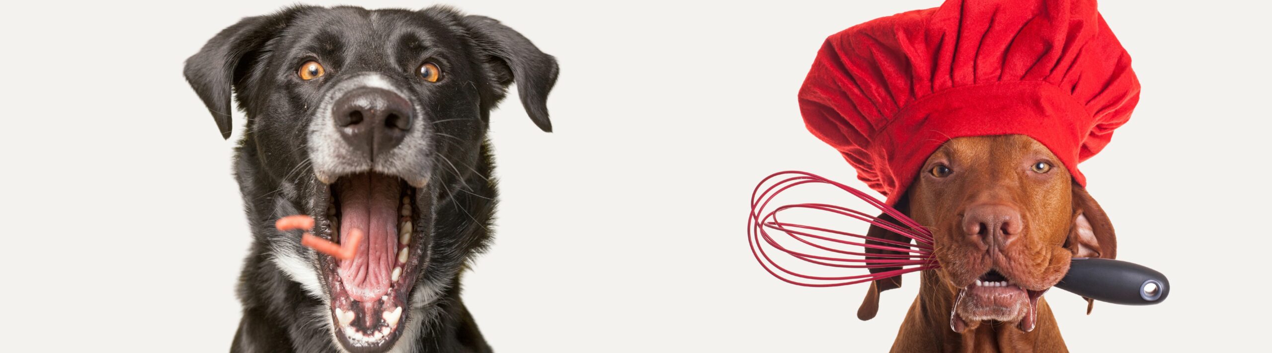 Ernährungsberatung Hund