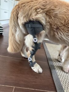 wimba kreuzbandriss orthese münchen